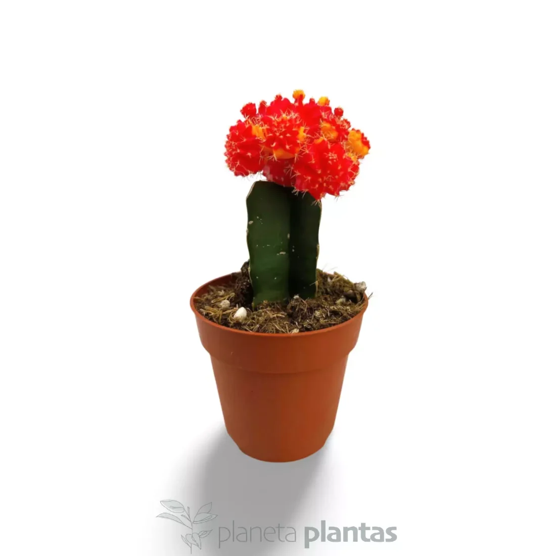 Gymnocalycium mihanovichii rot-gelb