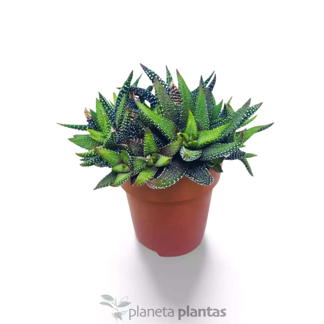 Haworthia CV Perlentropfen