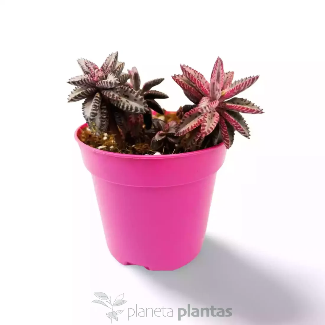 Kalanchoe rosa Schmetterling