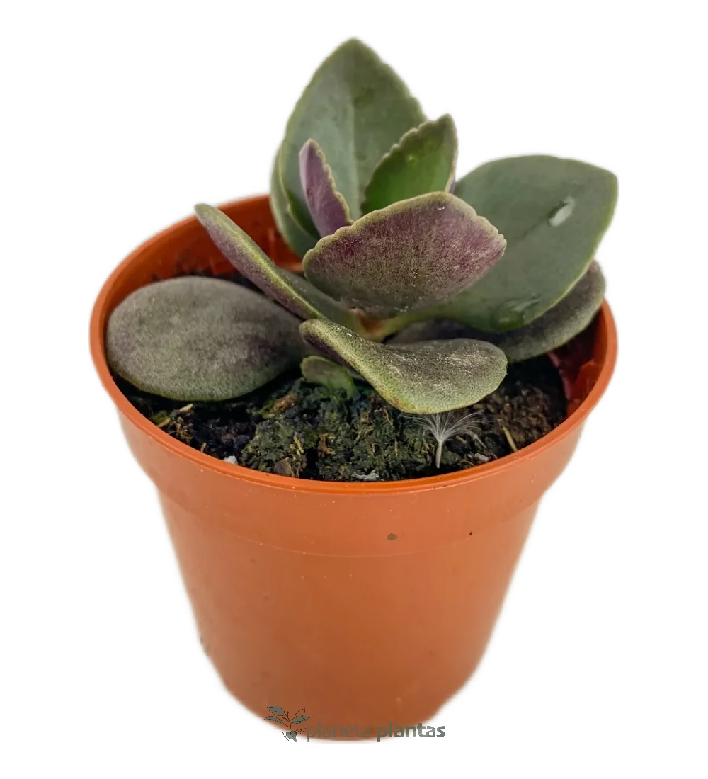 Mausblatt - (Kalanchoe Blossfeldiana)