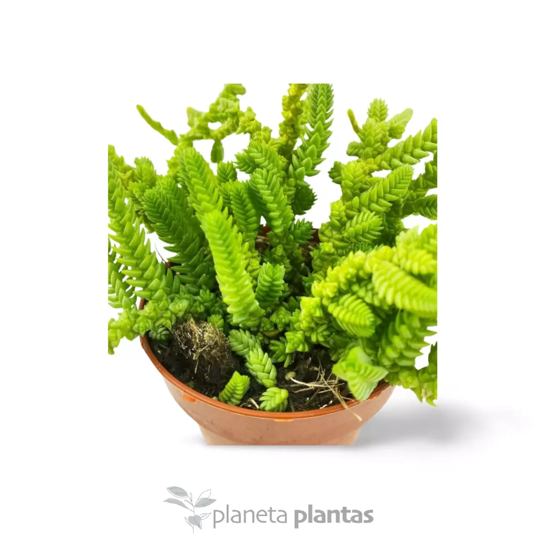 Der Crassula Muscosa Cordon de San Jose