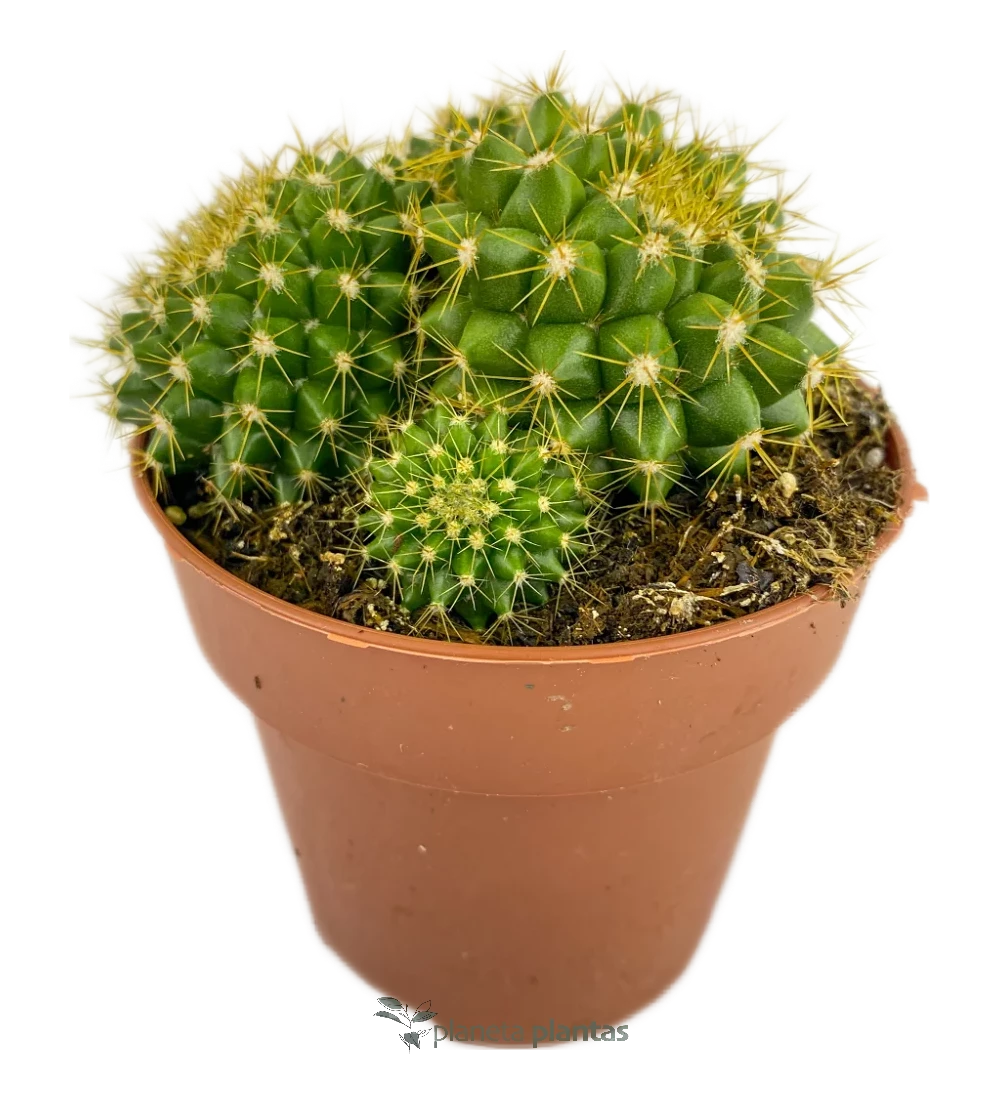 Kopf des alten Mannes - (Mammillaria Marksiana)