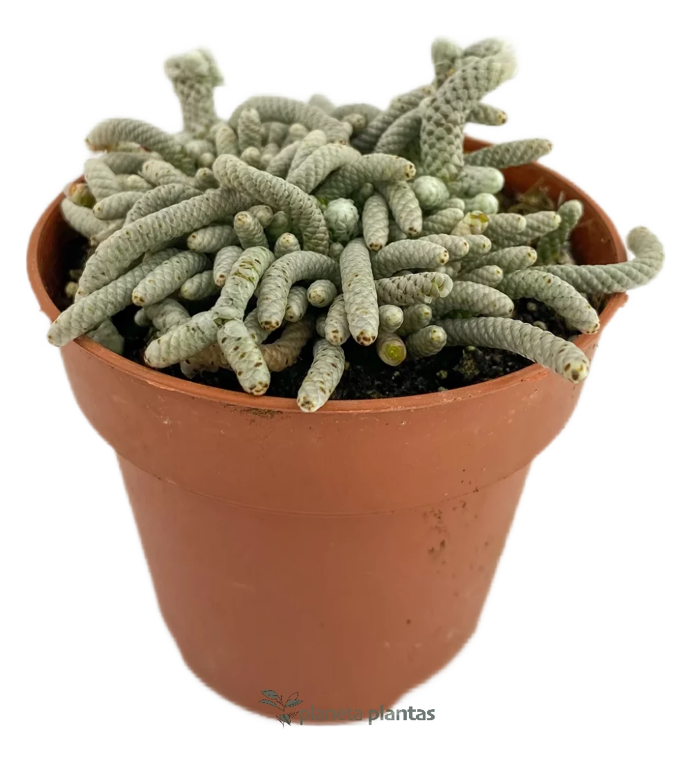 Mammillaria Vetula Subsp Gracilis