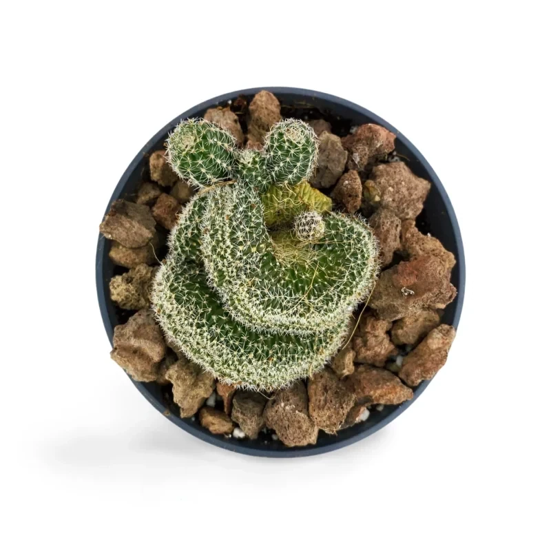 Mammillaria Elongata Cristata — Hauptfoto