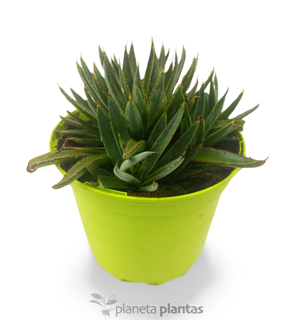 Mangave-blood-spot-01