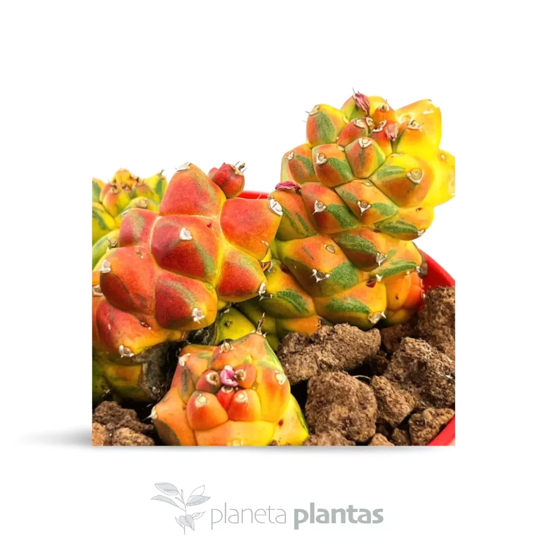 Monadenium ritcheiei bunt