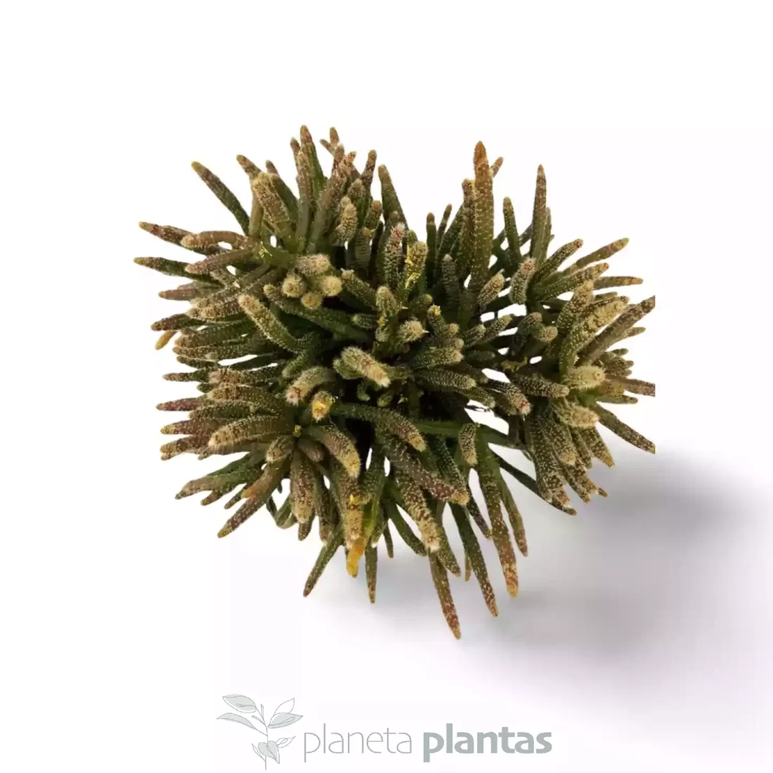 Rhipsalis baccifera