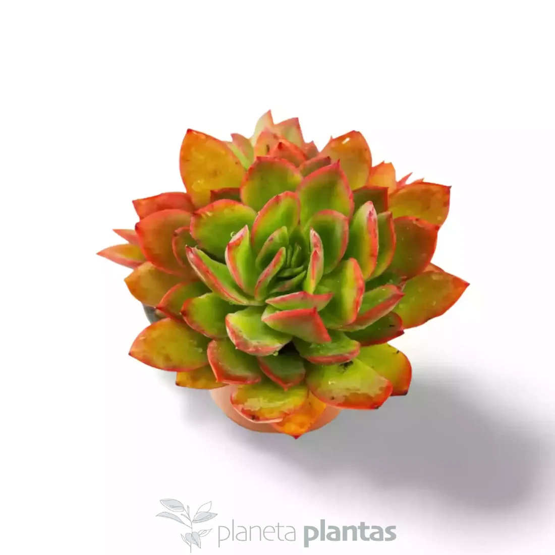 Sedeveria Letizia XL