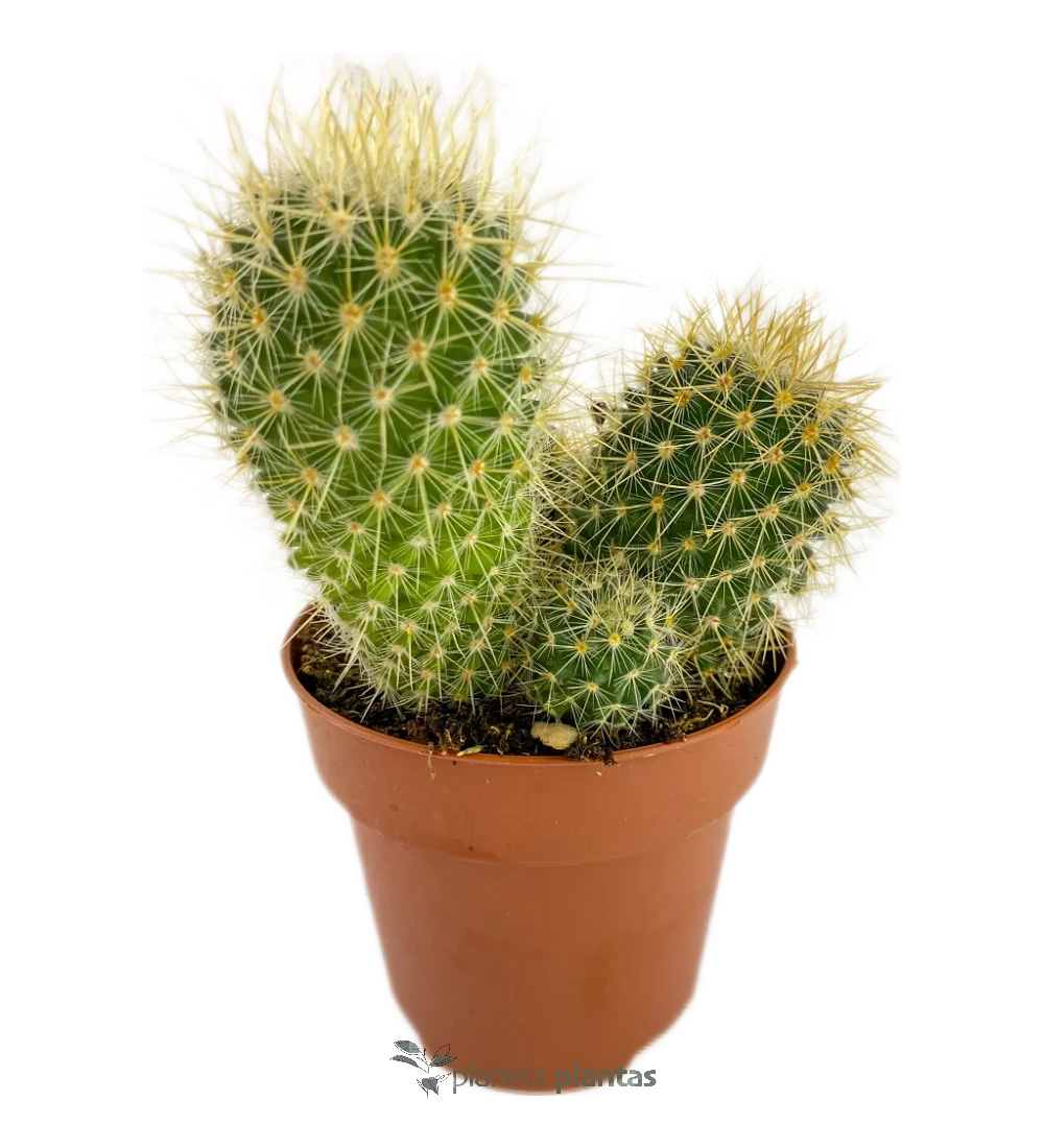 Goldenes Fass - (Echinocactus Grusonii)