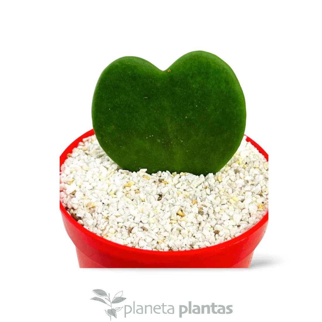 Hoya Kerrii oder Herzpflanzentopf 10 cm